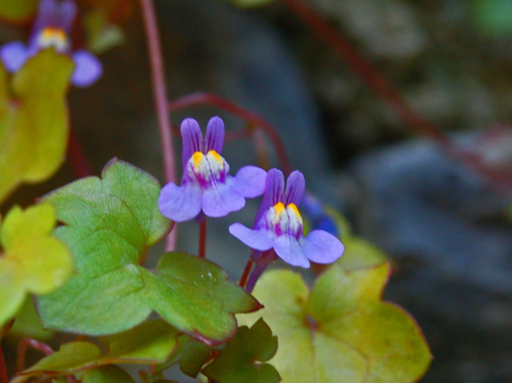 Cymbalaria muralis G. Gaertn., B. Mey. & Scherb.